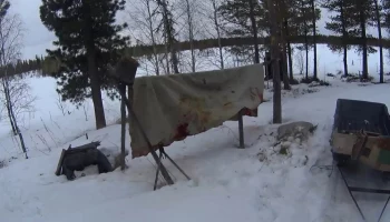 В Шурышкарском районе ЯНАО браконьеры застрелили беременную олениху