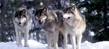 Охота на волков методом облавы