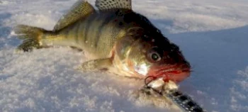 Зимняя рыбалка на судака